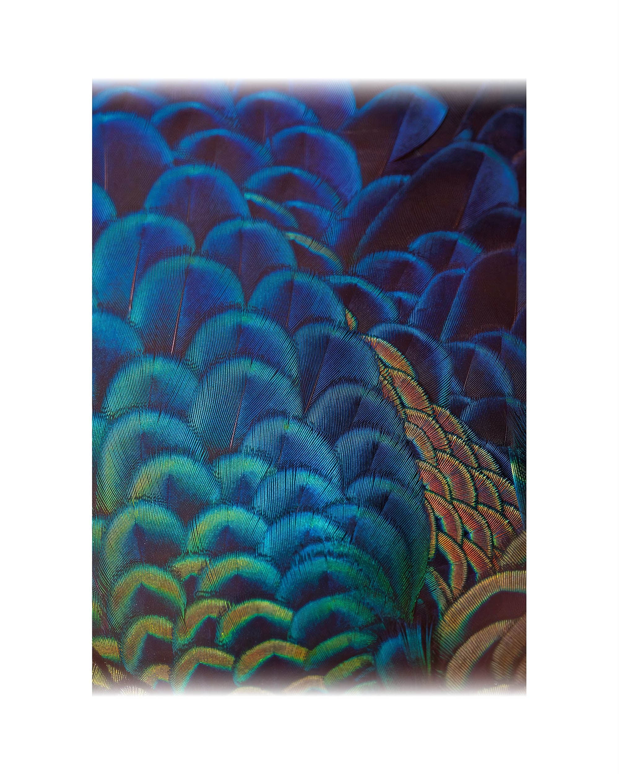 Plátno maľba Multicolor Feathers
