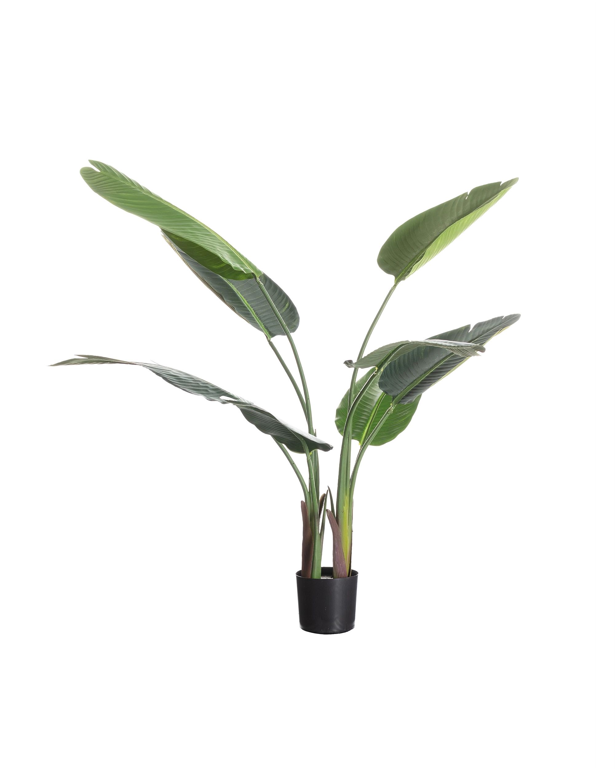 Banánovník v kvetináči 110cm