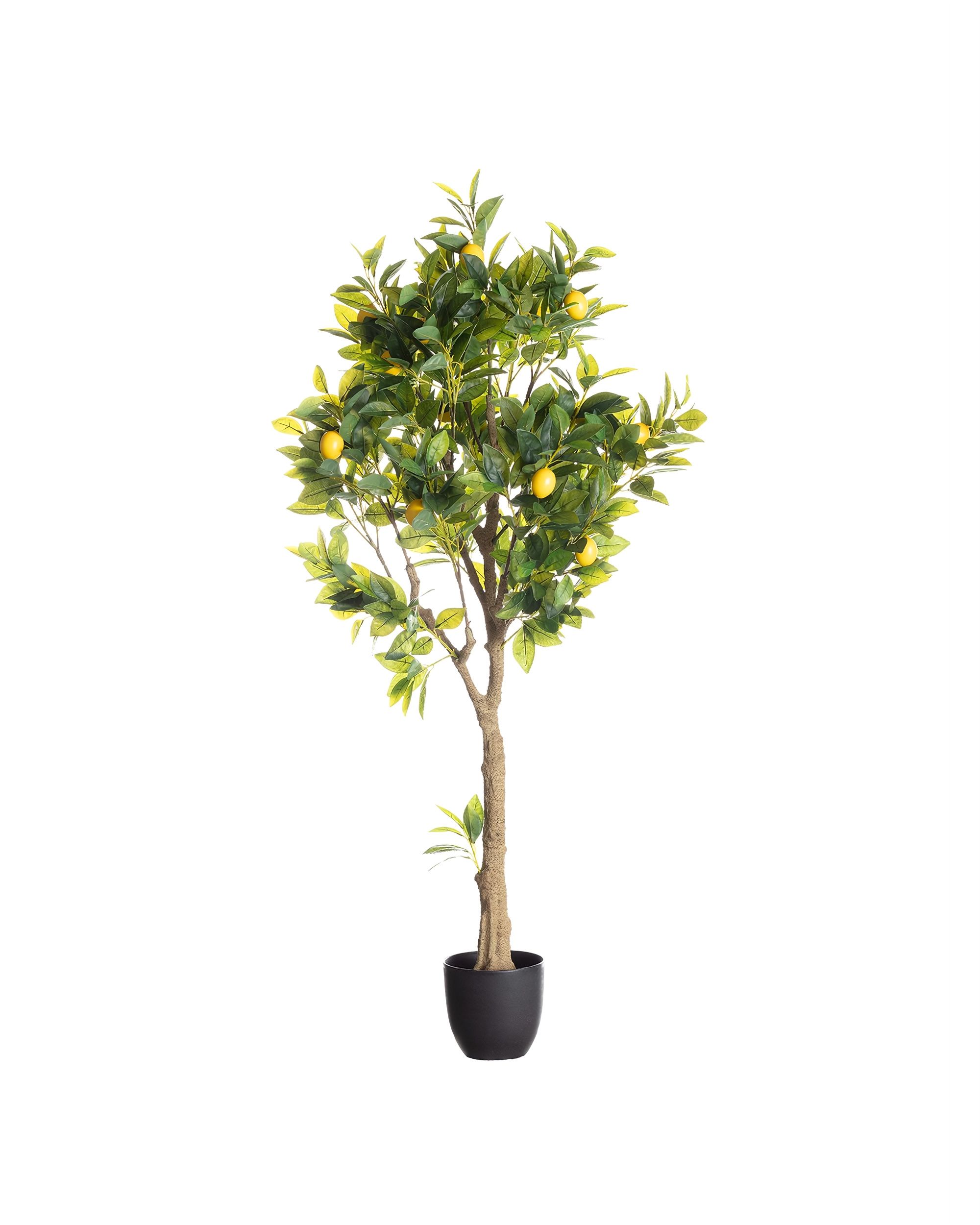Dekorácia citrónovníka 146cm