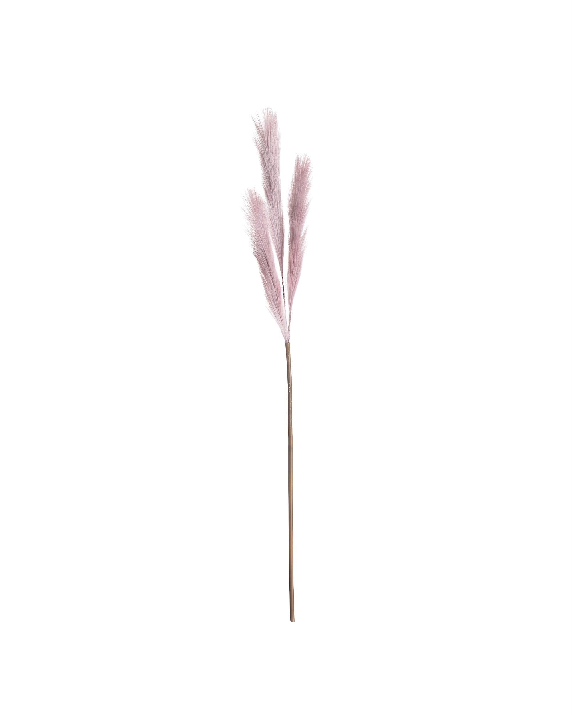Pampová tráva 100cm lilac