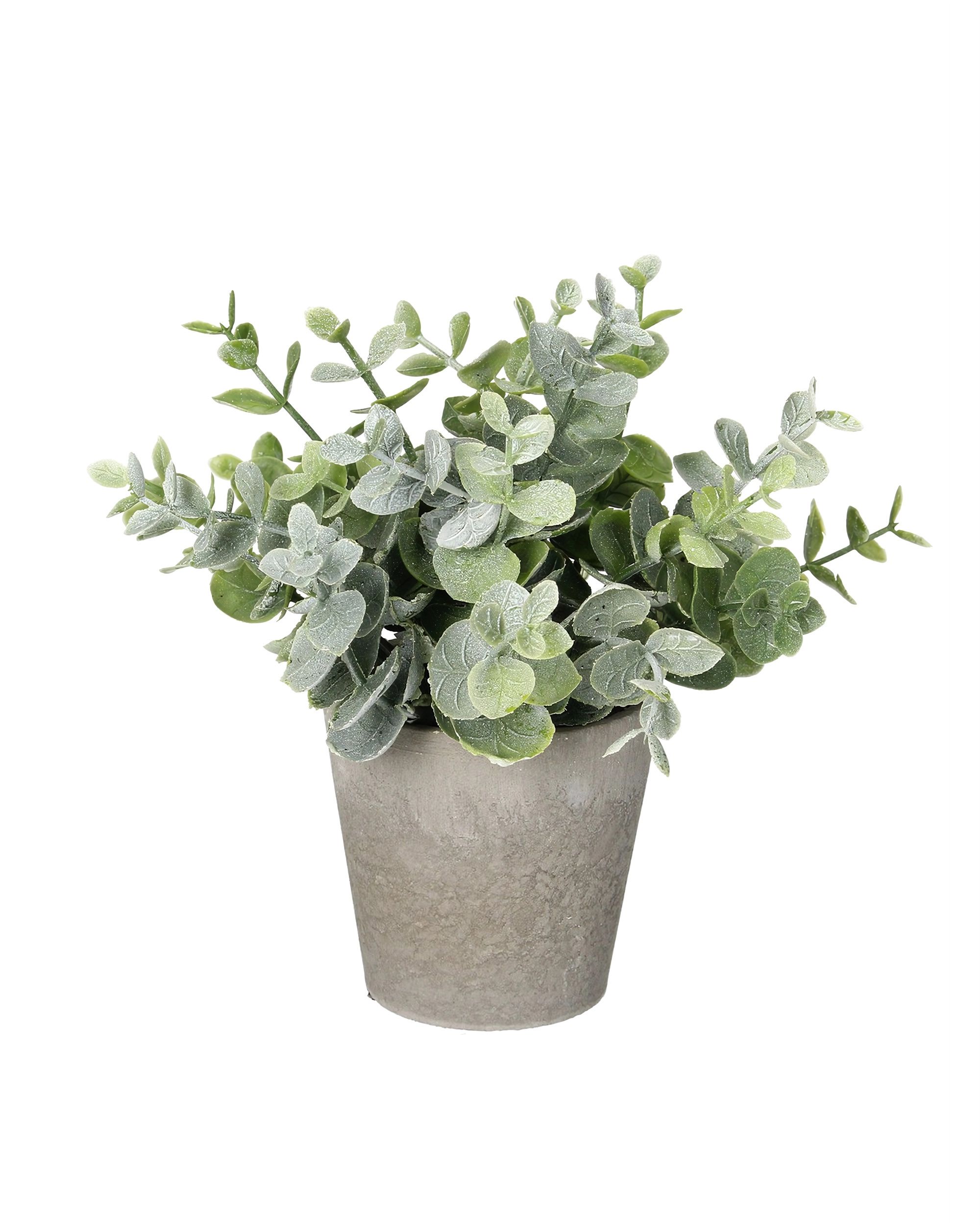 Eukalyptus v kvetináči 16cm light green