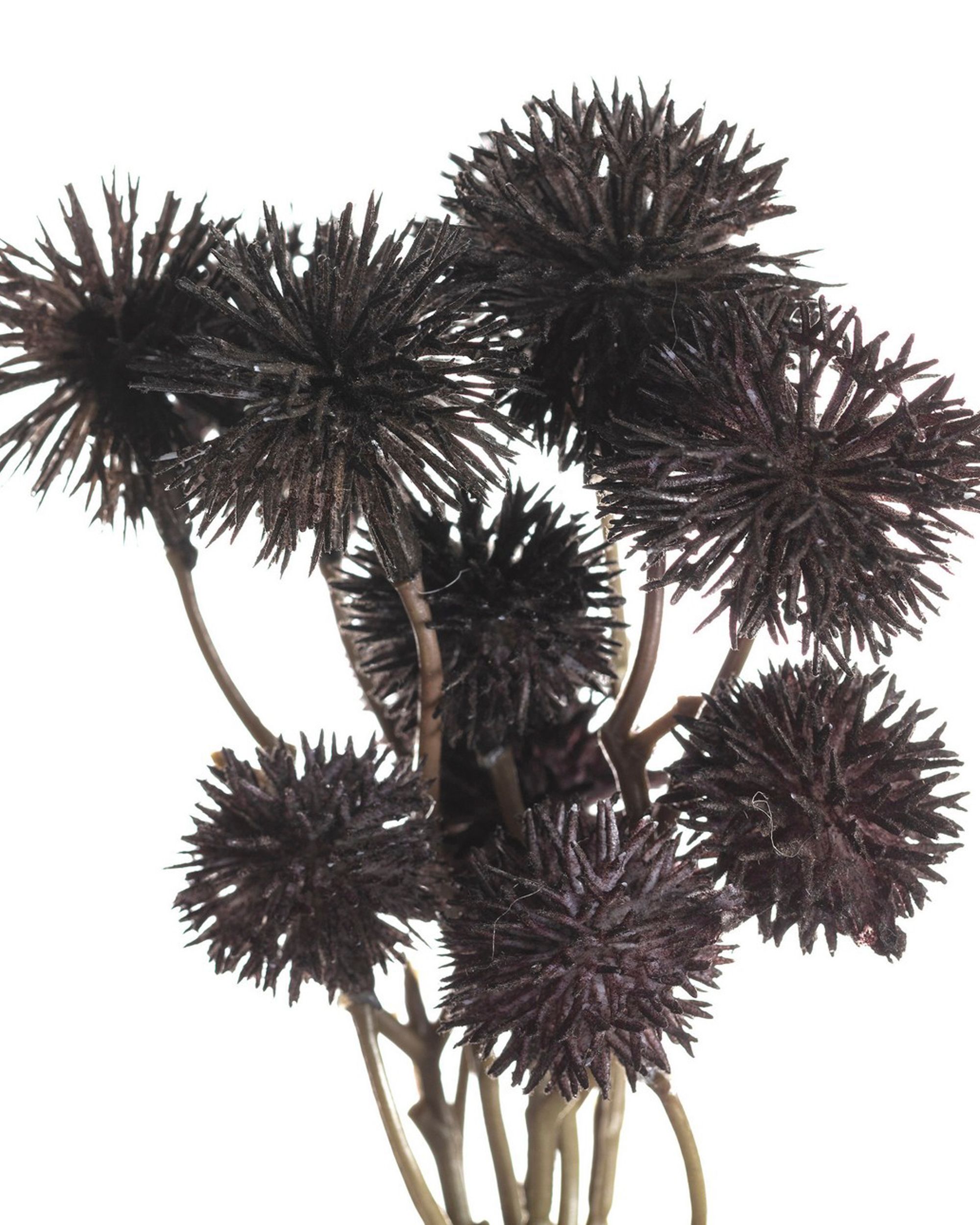 Kytica Kraspedia 30cm deep brown (hover)